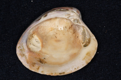 Austrovenus stutchburyi