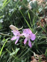 Delphinium ajacis