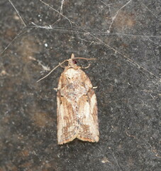 Epiphyas postvittana