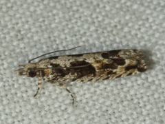 Olethreutinae
