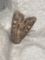 Luperina testacea