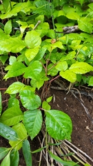 Toxicodendron orientale