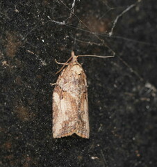 Epiphyas postvittana