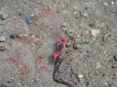 Probergrothius sanguinolens