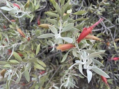 Eremophila