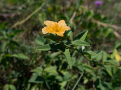 Sida rhombifolia insularis