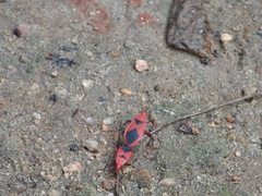 Probergrothius sanguinolens