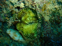 Acanthastrea