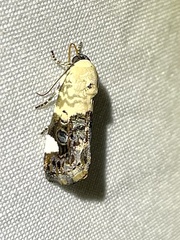 Acontiini