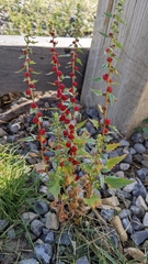 Blitum virgatum