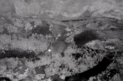 Phascogale tapoatafa