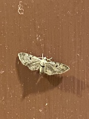 Eupithecia miserulata