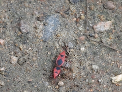 Probergrothius sanguinolens