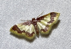 Idaea basinta