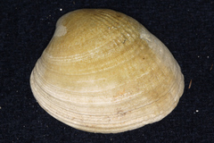 Austrovenus stutchburyi