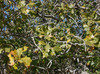 Few-lobed Oak - Photo (c) Bill Gray, some rights reserved (CC BY-NC), uploaded by Bill Gray