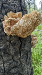 Pleurotus populinus