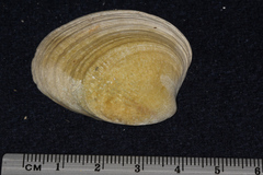 Austrovenus stutchburyi