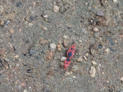 Probergrothius sanguinolens