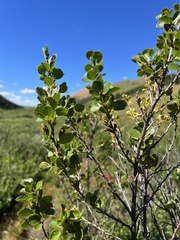 Betula pumila