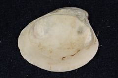 Austrovenus stutchburyi