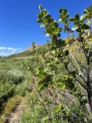 Betula pumila