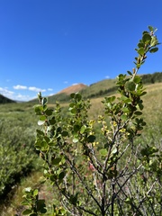 Betula pumila