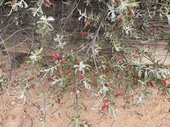 Eremophila