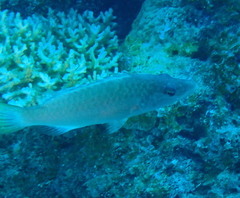 Oxycheilinus digramma