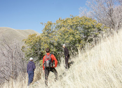 Quercus × pauciloba