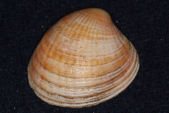 Austrovenus stutchburyi