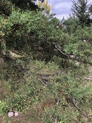 Cupressus macrocarpa