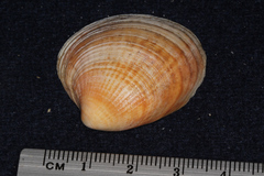 Austrovenus stutchburyi