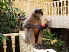 Semnopithecus entellus