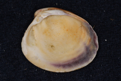 Austrovenus stutchburyi