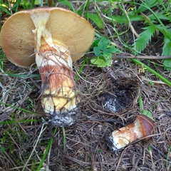 Suillus grevillei
