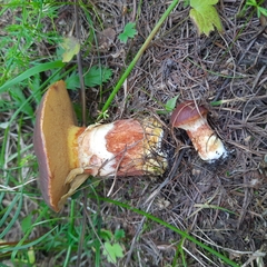 Suillus grevillei