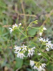 Vincetoxicum hirundinaria