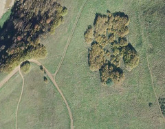 Quercus × pauciloba