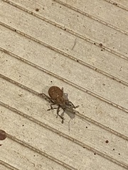 Pantomorus cervinus