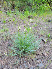 Astragalus reventiformis