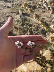 Mentha pulegium