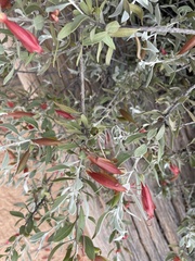 Eremophila