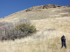 Quercus × pauciloba