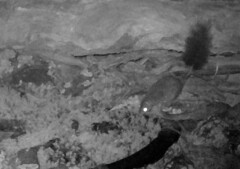 Phascogale tapoatafa