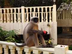 Semnopithecus entellus