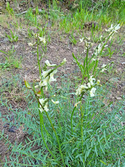 Astragalus reventiformis