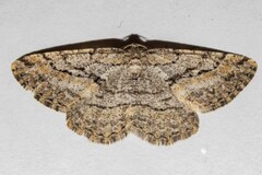 Zermizinga indocilisaria