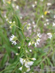 Vincetoxicum hirundinaria