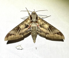 Eumorpha typhon